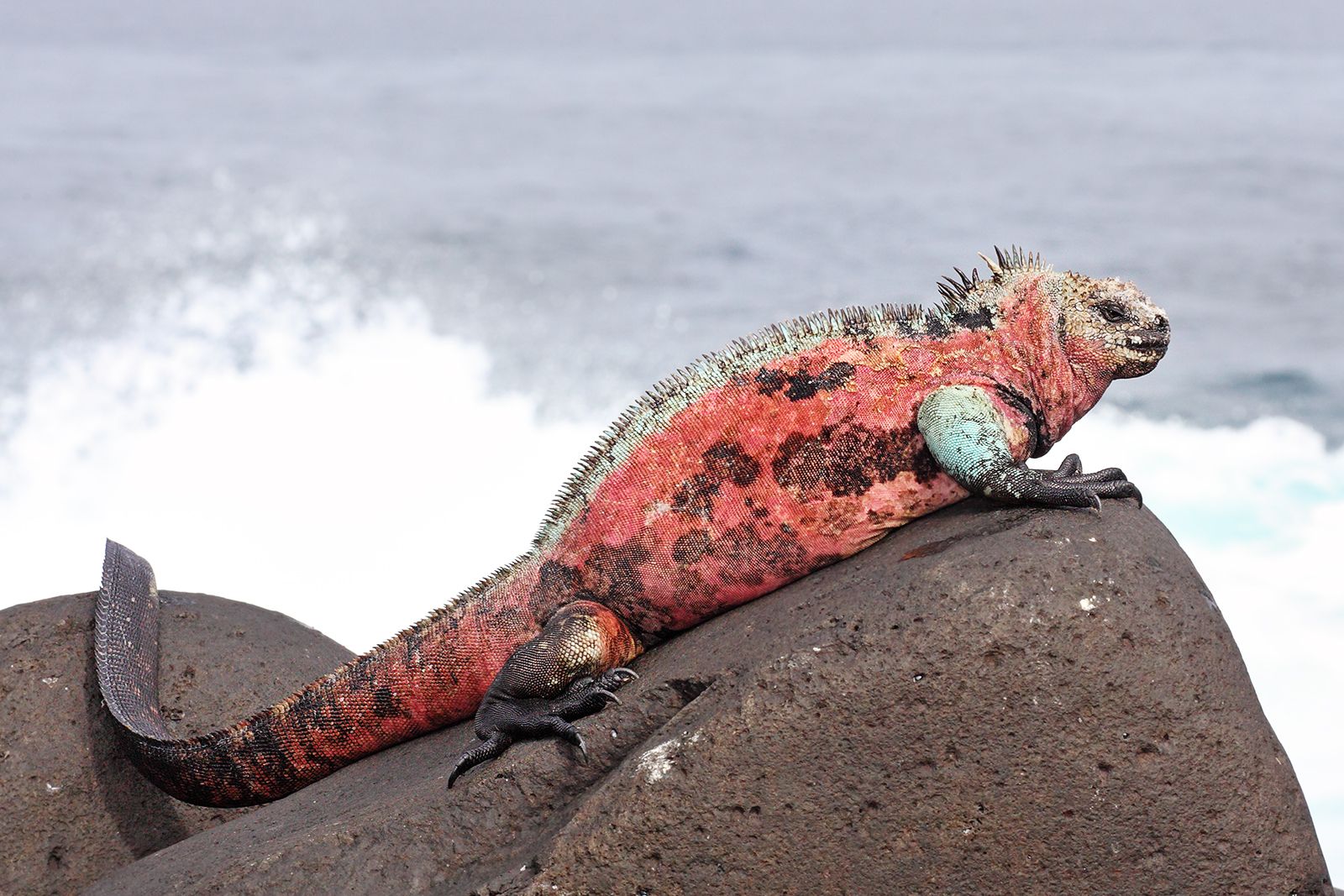 Marine Iguana Amblyrhynchus cristatus venustissimus on Espaola Island Galpagos Islands