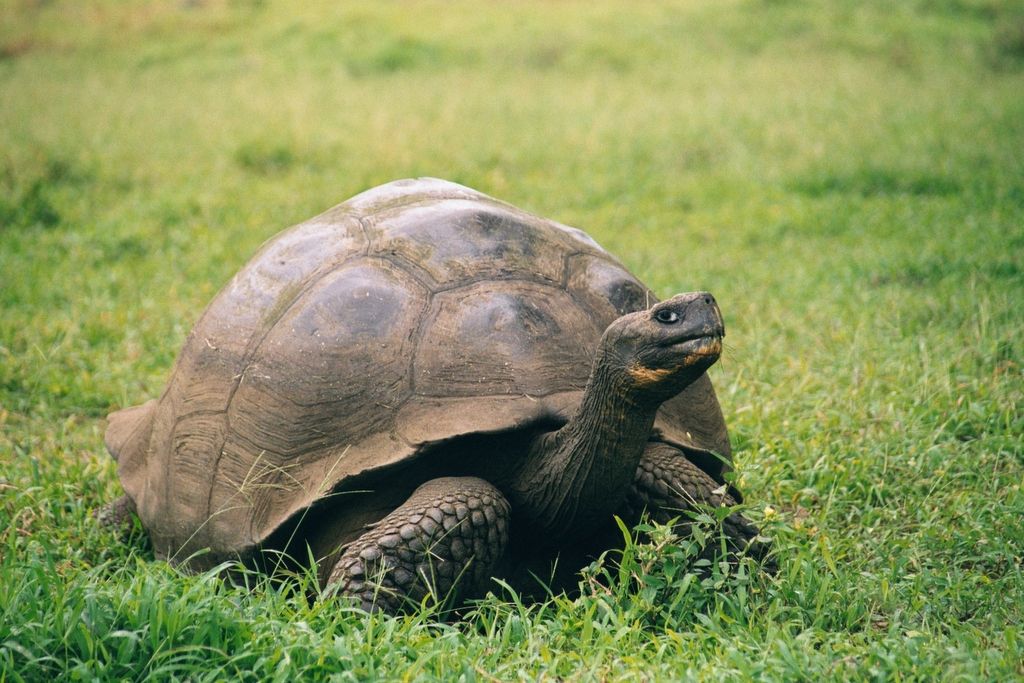 Tortuga Galpagos